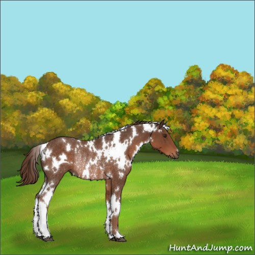 Horse Color:White Spotted Liver Chestnut Rabicano 