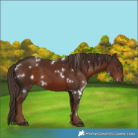 Horse Color:White Spotted Liver Chestnut Rabicano 