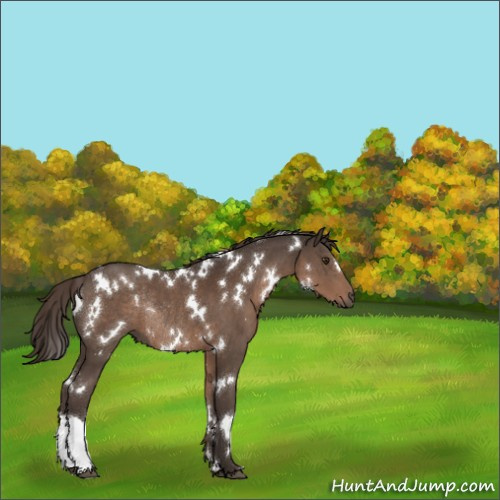 Horse Color:White Spotted Liver Chestnut Rabicano 