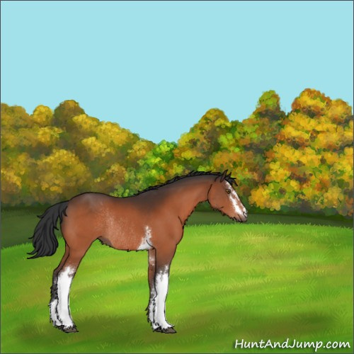 Horse Color:White Spotted Brown Rabicano 