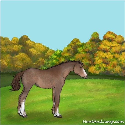 Horse Color:White Spotted Liver Chestnut Rabicano 