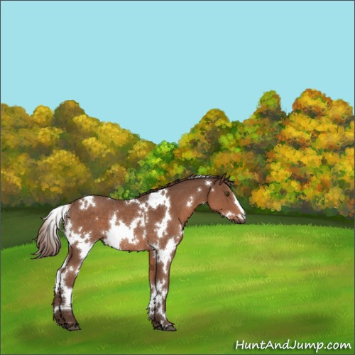 Horse Color:White Spotted Liver Chestnut Rabicano 