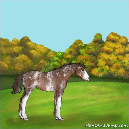 Horse Color:White Spotted Liver Chestnut Rabicano 