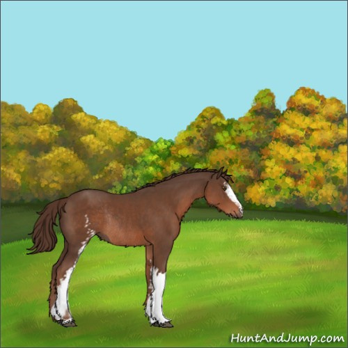 Horse Color:White Spotted Liver Chestnut Rabicano 