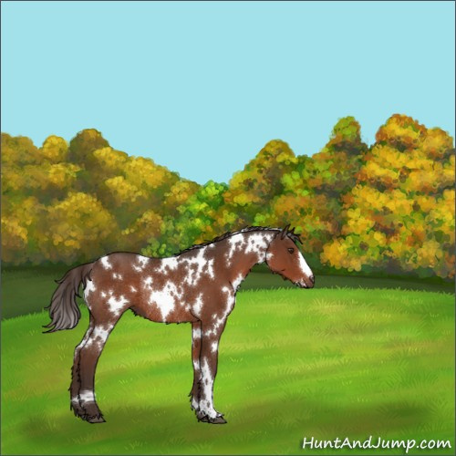 Horse Color:White Spotted Liver Chestnut Rabicano 