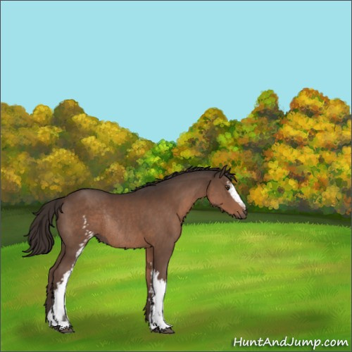 Horse Color:White Spotted Liver Chestnut Rabicano 