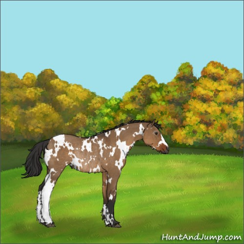 Horse Color:Gray White Spotted Liver Red Dun Rabicano 
