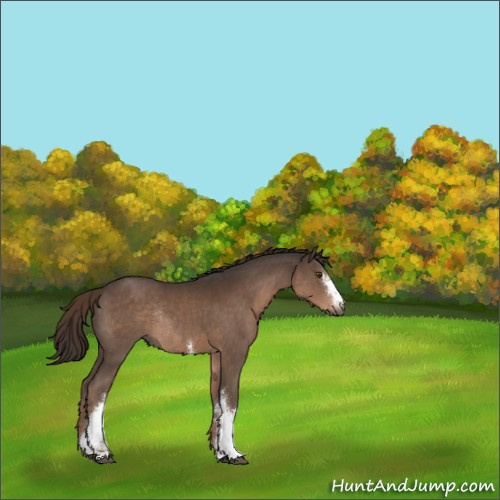 Horse Color:White Spotted Liver Chestnut Rabicano 