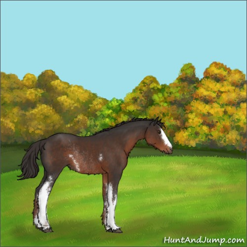 Horse Color:White Spotted Liver Chestnut Rabicano 