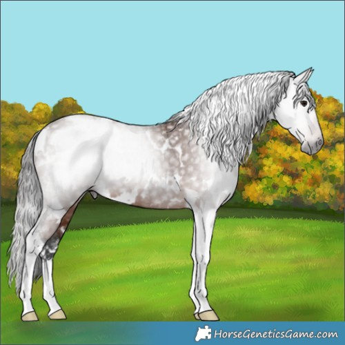 Horse Color:Gray White Spotted Bay Tobiano