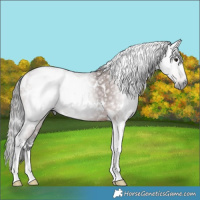 Horse Color:Gray White Spotted Bay Tobiano 