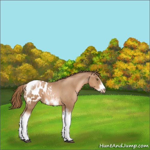 Horse Color:White Spotted Liver Chestnut Pearl Tobiano Frame Appaloosa Rabicano 