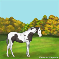 Horse Color:Smoky Black Splash Tobiano 