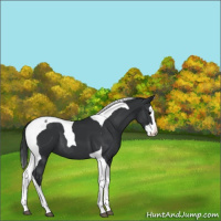 Horse Color:Black Splash Tobiano 