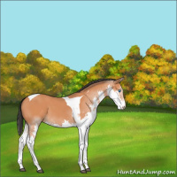 Horse Color:Bay Splash Tobiano