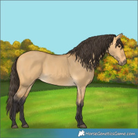 Horse Color:Buckskin Dun Rabicano 