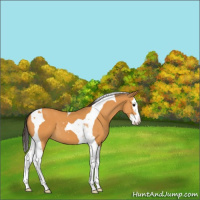 Horse Color:Buckskin Sabino Splash Tobiano 