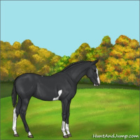 Horse Color:Black Splash Tobiano 