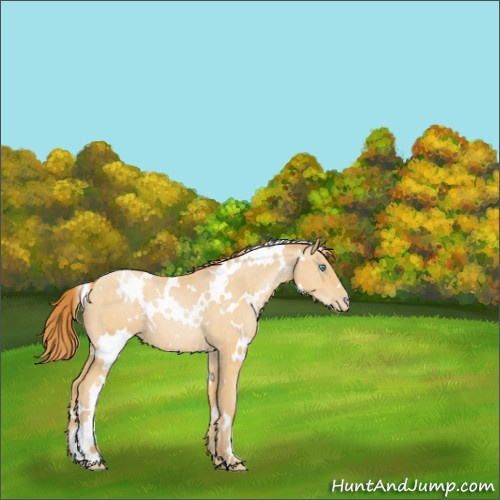 Horse Color:White Spotted Buckskin Pearl Rabicano 
