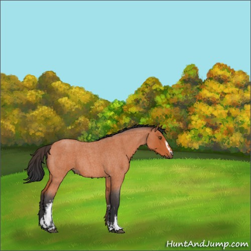 Horse Color:White Spotted Bay Roan Rabicano 