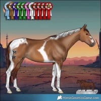 Horse Color:Gray Chocolate Bay Dun Tobiano 