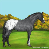 Horse Color:Blue Roan Appaloosa Rabicano