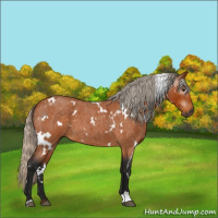 Horse Color:Gray White Spotted Silver Buckskin Roan 