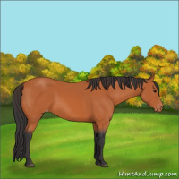 Horse Color:Bay Varnish 