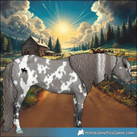 Horse Color:White Spotted Grullo Varnish 