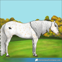 Horse Color:Silver Buckskin Dun Blanket 