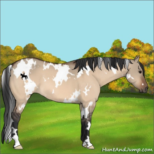 Horse Color:White Spotted Bay Dun 