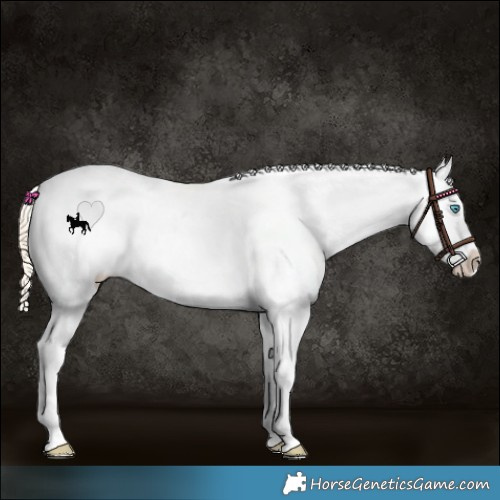 Horse Color:Perlino Dun Appaloosa