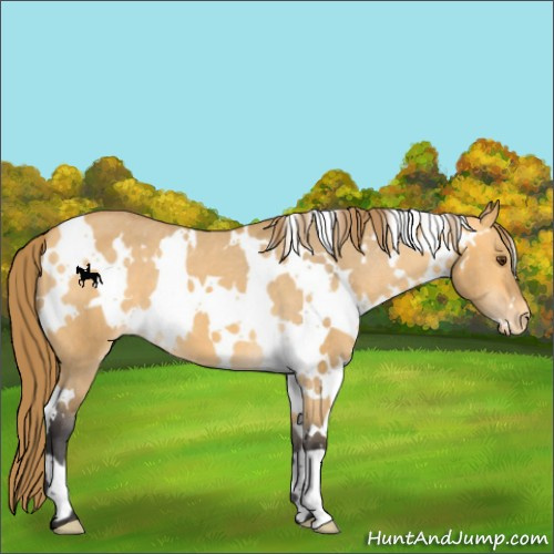 Horse Color:White Spotted Buckskin Dun Appaloosa 