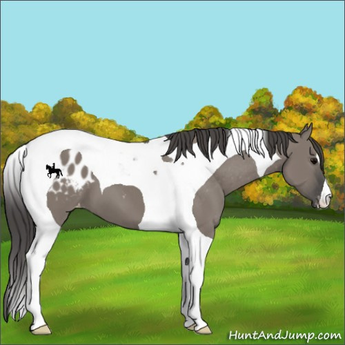 Horse Color:Grullo Tobiano Appaloosa