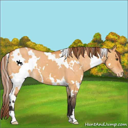 Horse Color:White Spotted Buckskin Dun Appaloosa 