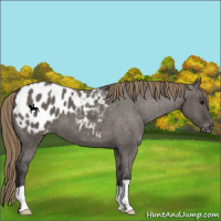 Horse Color:Smoky Grullo Appaloosa