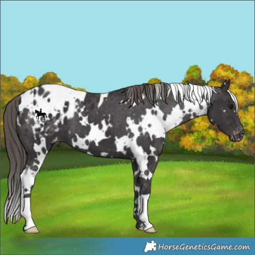 Horse Color:White Spotted Smoky Black Appaloosa 