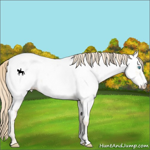 Horse Color:Perlino Dun Appaloosa 