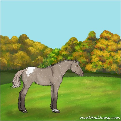 Horse Color:Silver Grullo Appaloosa Rabicano 