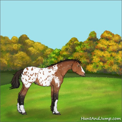 Horse Color:Gray Brown Appaloosa 