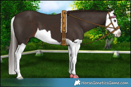 Horse Color:Liver Chestnut Splash 