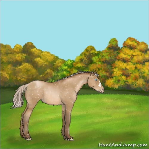 Horse Color:Gray Silver Smoky Black Pearl Appaloosa Rabicano 