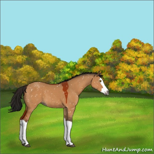 Horse Color:Gray Bay Dun Splash Appaloosa 