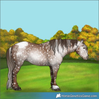 Horse Color:Gray Black Pearl Appaloosa Rabicano 