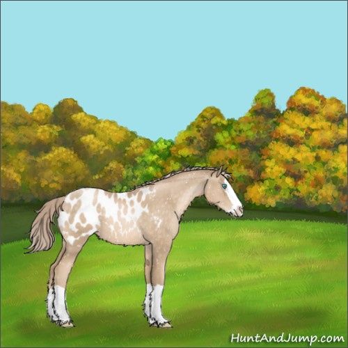 Horse Color:Chocolate Palomino Pearl Splash Appaloosa 