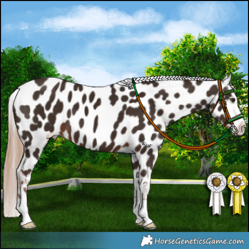 Horse Color:Liver Chestnut Appaloosa 