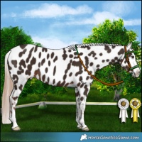 Horse Color:Liver Chestnut Appaloosa 