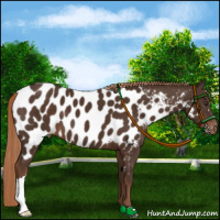 Horse Color:Liver Chestnut Appaloosa