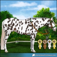 Horse Color:Liver Chestnut Near Leopard 
