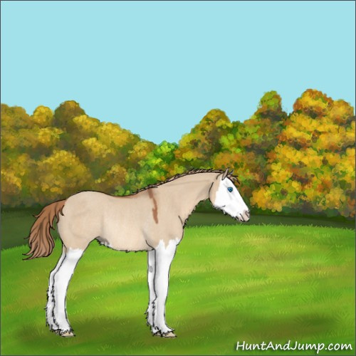 Horse Color:Red Dun Splash Rabicano 